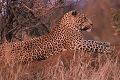 ce léopard avait tué une peite proie qui reposait à quelques mètres du talus dans une savane très fermée ; je pense que malgré ma présence ( à distance ) il a préféré rester pour préserver son butin . afrique du sud 
 leopard 
 parc kruger 